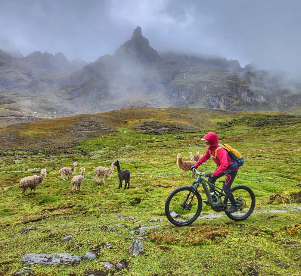 Riding in the alpine next to alpacas on a women's mountain bike camp in Peru