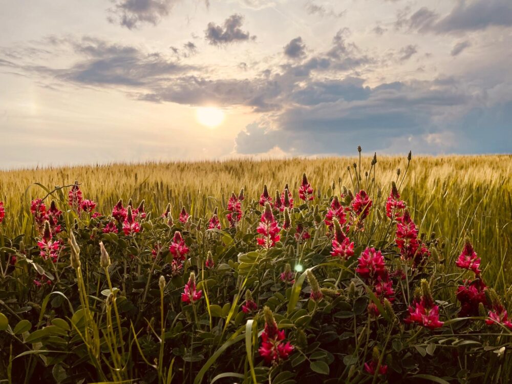 Mountain bike trip in Tuscany Italy with flowering fields